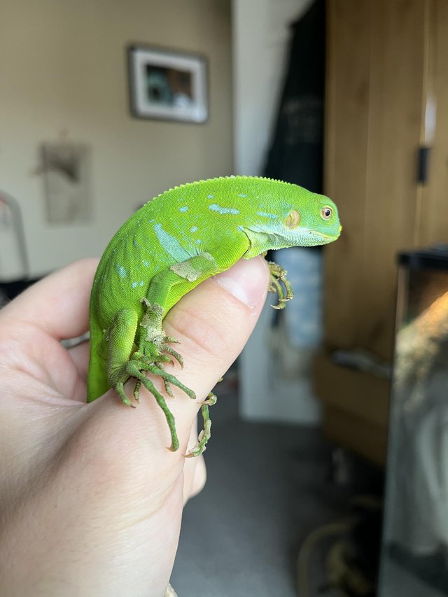 Preview of the first image of CB24 Fiji Banded Iguanas (Brachylophus fasciatus).