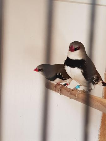 Image 2 of Dimond firetails finches  for sale