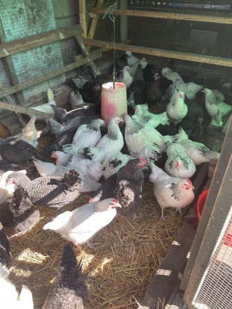 Image 9 of Chickens for sales point of lay