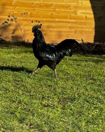 Image 2 of Ayam cemani cockerel for sale