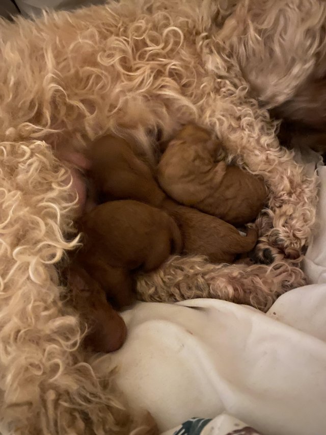 Preview of the first image of Gorgeous red/apricot cavapoo puppies VIEWING NOW!.