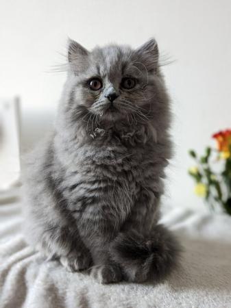 Image 7 of Gorgeous registered, British Longhair kittens ??