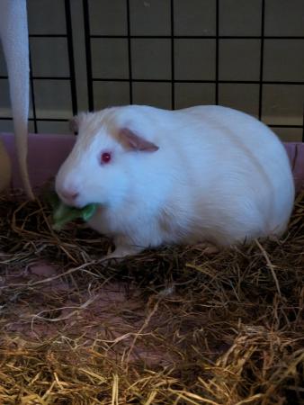 Image 5 of 8 month old male albino guinea pig