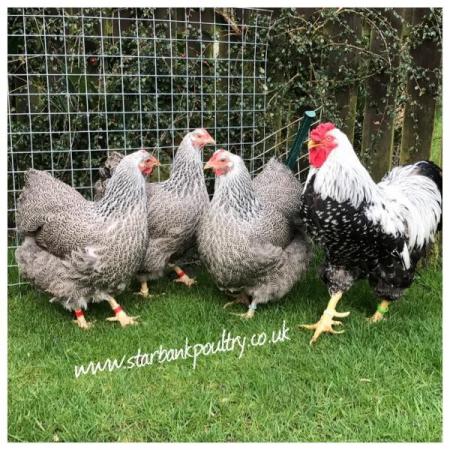 Image 41 of *POULTRY FOR SALE,EGGS,CHICKS,GROWERS,POL PULLETS*