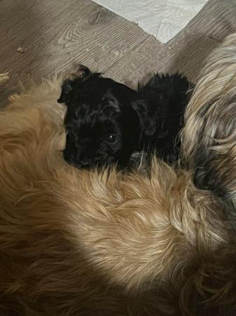 Image 2 of Shihpoo puppy 1 boy left, loving home wanted now sold