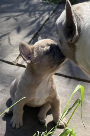Image 10 of QUALITY TRUE TO TYPE FRENCH BULLDOG PUPPIES