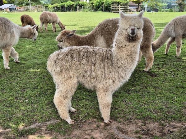 Image 5 of ENTIRE ALPACA 7 MONTHS OLD