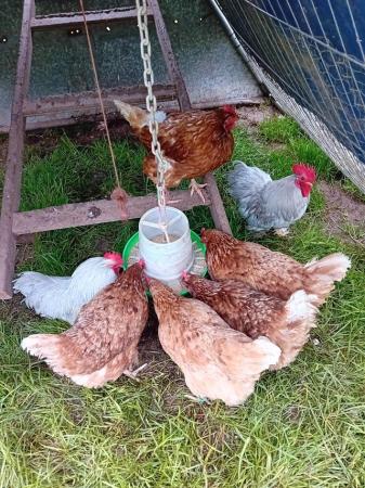 Image 1 of Five warrens hens eighteen months old