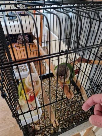 Image 1 of Lovely and healthy Conures for sale