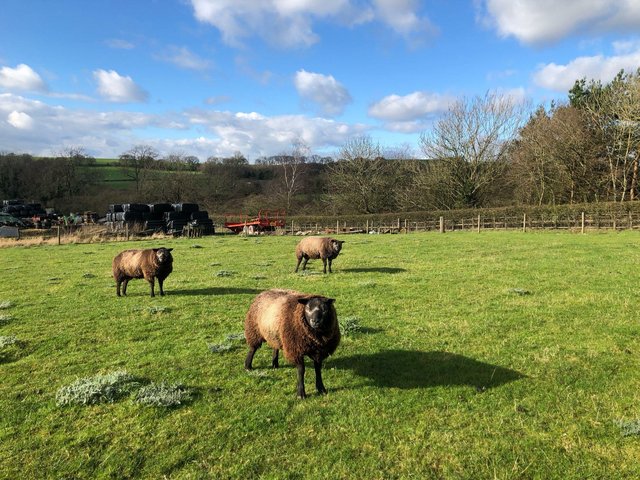 Preview of the first image of 3 Registered Pedigree Blue Texel Rams for sale.