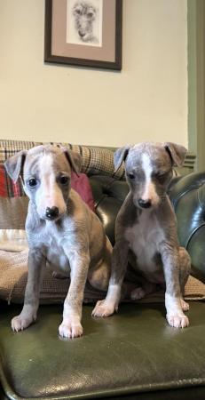 Image 12 of Fabulous Whippet Puppies ready soon ... 2 left !