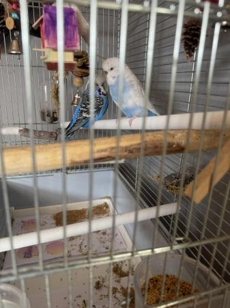 Image 2 of Pair of budgies male and female