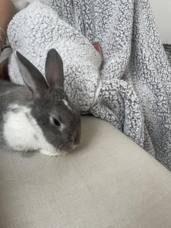 Image 2 of 1 year old rabbit for sale