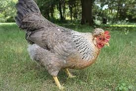 Image 1 of cream legbar chickens - blue egg laying chickens - crested