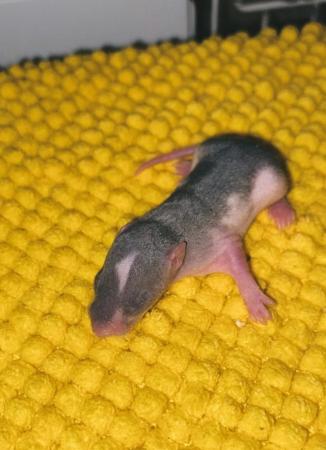 Image 3 of Rats! loving & Friendly Rats ??