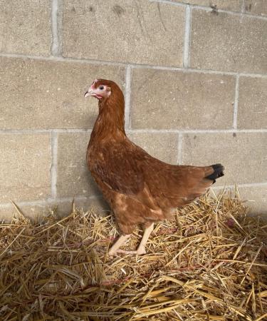 Image 2 of Point of lay pullets, laying hens.