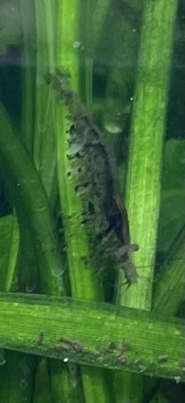 Image 1 of Tropical shrimps for sale