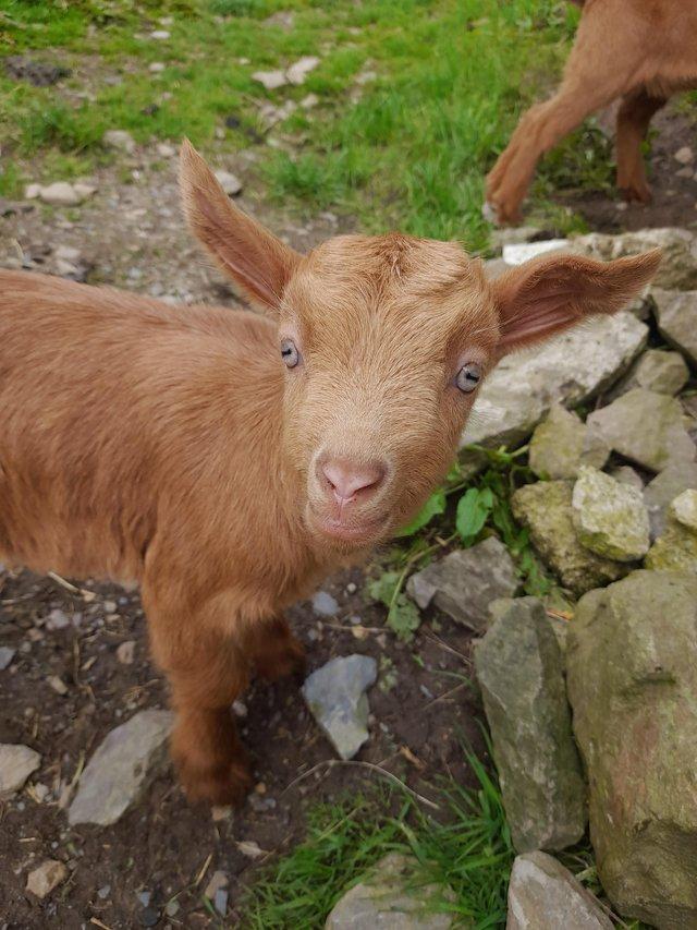 Preview of the first image of Pure breed Golden Guernsey Billy goats..