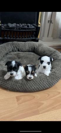 Image 14 of Very meautiful mini Biewer puppies for sale