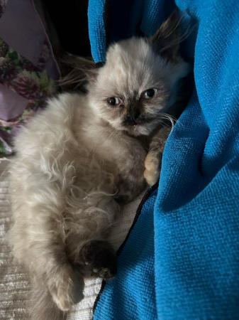 Image 2 of 10 week old Persian kittens available