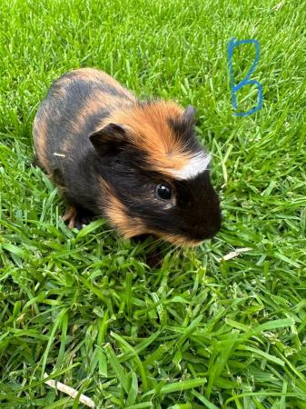 Image 8 of Male and Female Guinea pigs