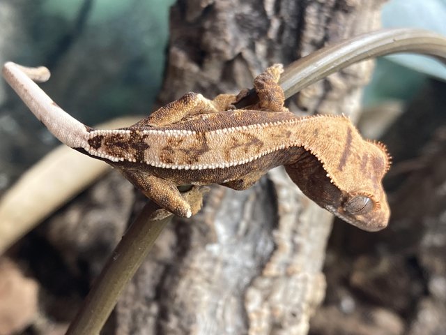 Preview of the first image of Unsexed juvenile crested gecko.