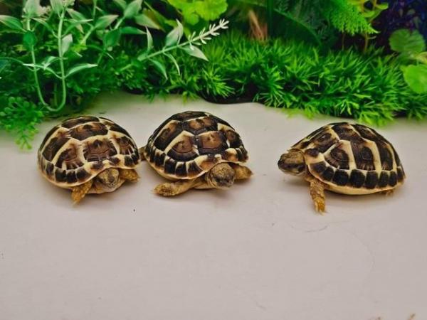Image 5 of Huge range of tortoise available