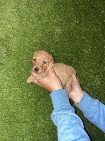 Image 3 of F2 miniature Labradoodles looking for homes