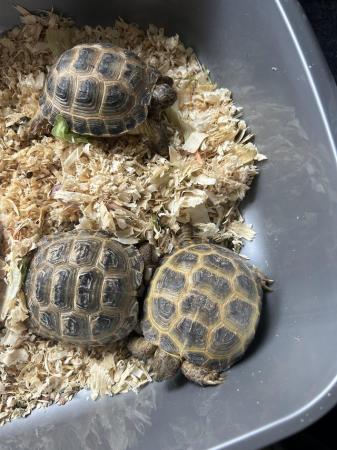 Image 4 of Horsefield tortoise about 2 yr old price is each
