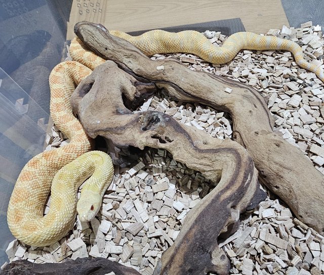 Preview of the first image of NOW SOLD sub adult bullsnakes for sale..