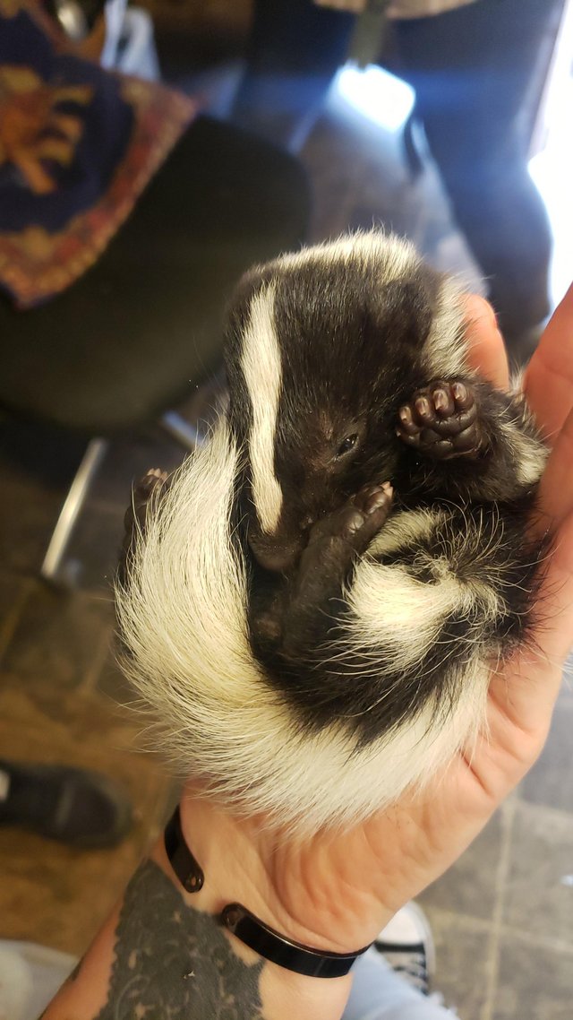 Preview of the first image of 7 baby skunk kits born this morning..