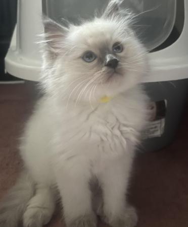 Image 6 of Stunning ragdoll kittens looking for the best homes