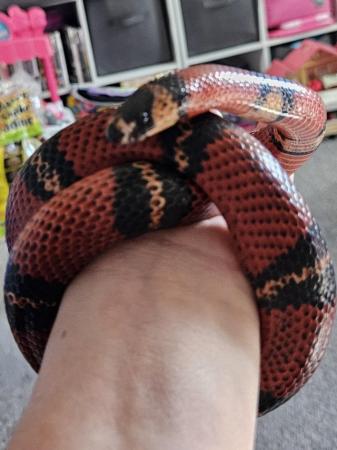 Image 11 of Four year old milk snake for sale with viv and contents