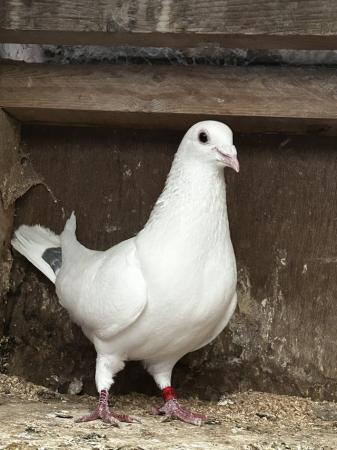 Image 3 of House of aarden Barcelona white pied cock and hen pair