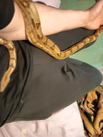 Image 1 of 11 month old hypo boa for sale