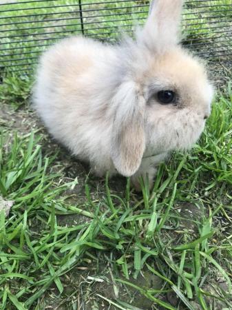 Image 4 of 14 weeks old mini lop rabbit