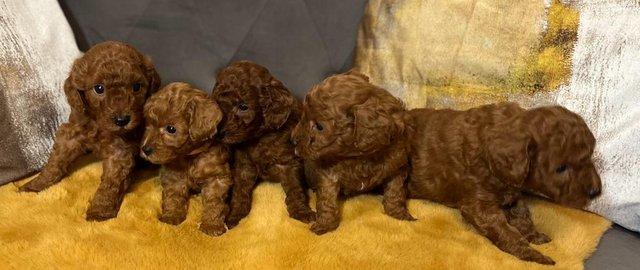 Miniature Poodles for sale in Wisbech PE13 *LAST 2 REMAINING for sale in Wisbech, Cambs