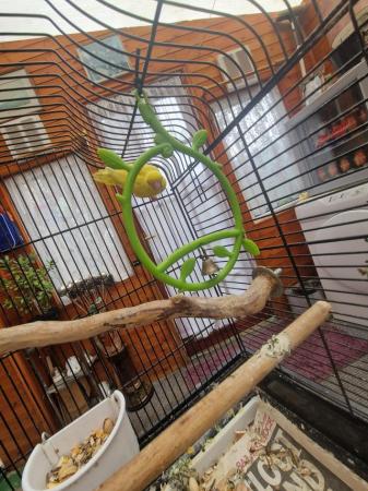 Image 4 of Yellow female parrotlet for sale