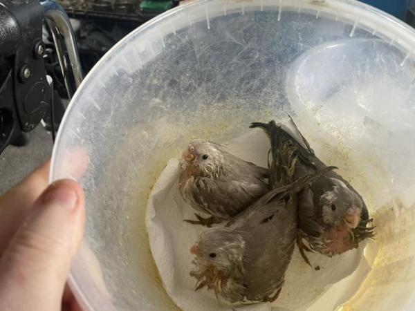 Image 12 of Hand reared Cockatiels, can come with brand new cage