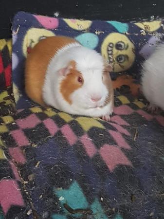 Image 2 of Male Guinea pigs for adoption