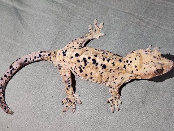 Image 8 of Baby dalmatian crested gecko poss super dal
