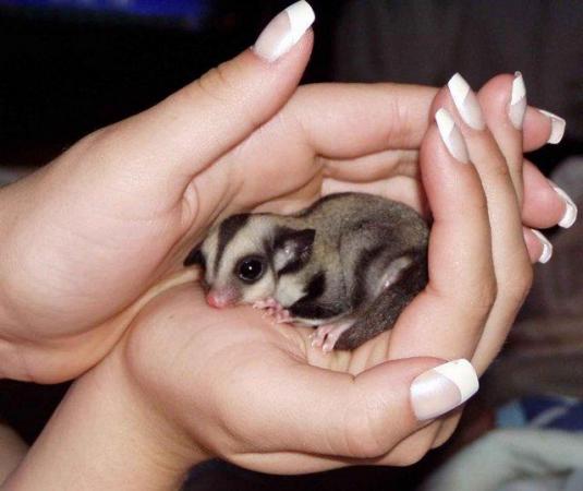 Image 4 of baby male sugar gliders in store and ready to go