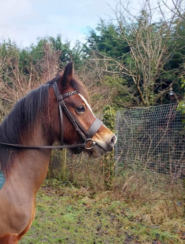 Preview of the first image of 5 year old Welsh C gelding.