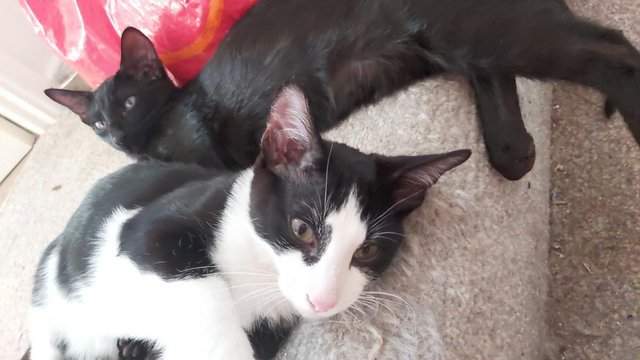 Stunning Oriental Kittens BLACK AND WHITE 3 BOYS for sale in Biggleswade, Bedfordshire - Image 11