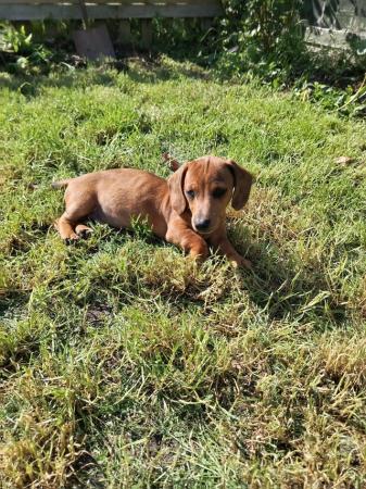 Image 6 of Miniature dachshunds boys available