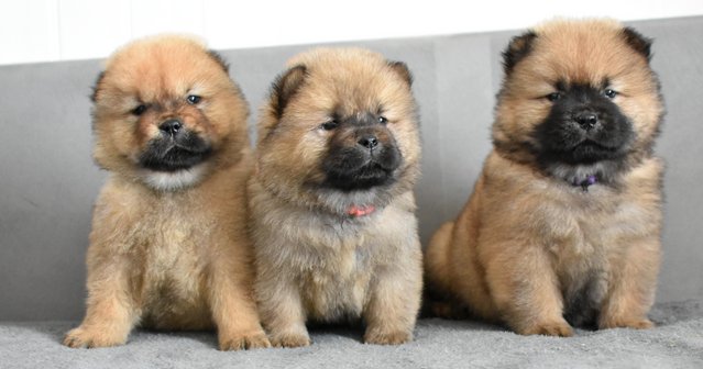 Image 4 of Chow chow puppies **READY TO GO**
