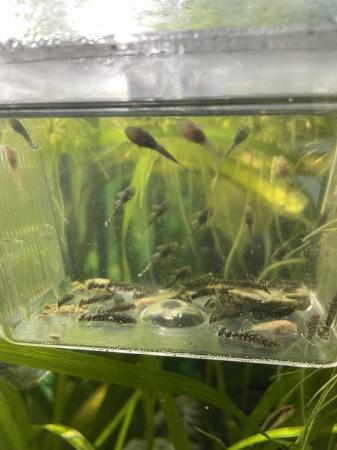 Image 2 of Young bristlenose plecos for sale