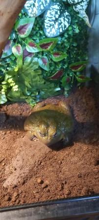 Image 4 of 2 years old african bullfrog