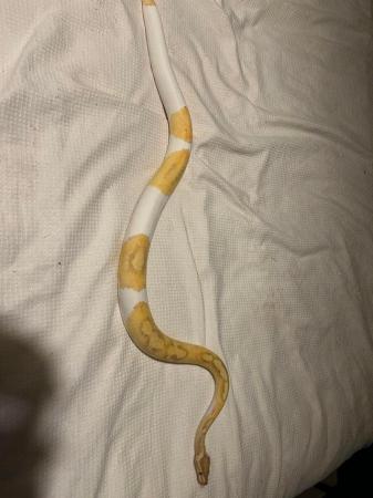 Image 5 of Female banana pied royal python