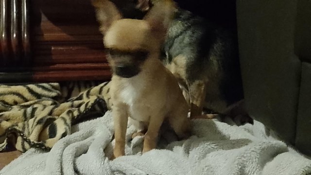 Image 1 of Last one Miniature smooth coat male pure bred chihuahua